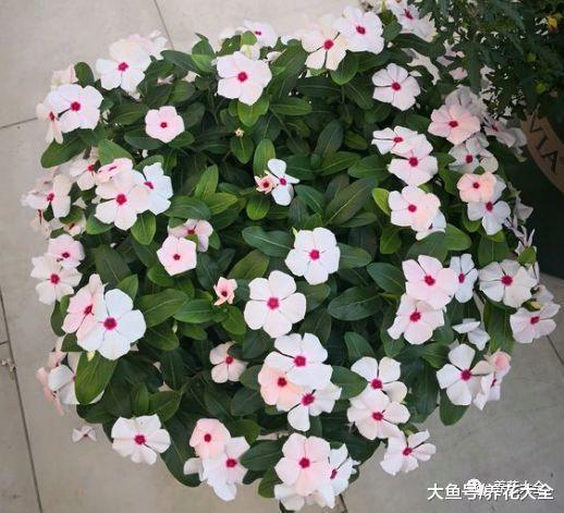 担心花被晒死? 养养这几种, 阳光越好花开的越多!