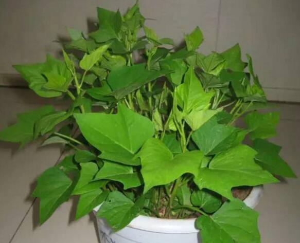 此4种蔬菜, 切1块埋盆里, 10天发芽还“开花”, 比绿萝、吊兰好养