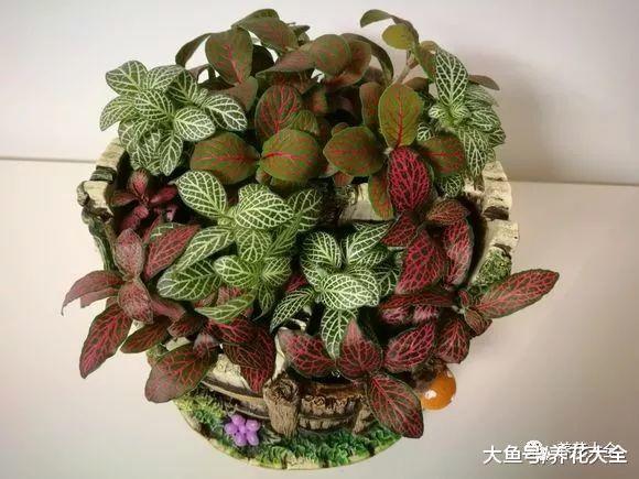 还养啥花? 这7种花, 养叶子比花还要美!