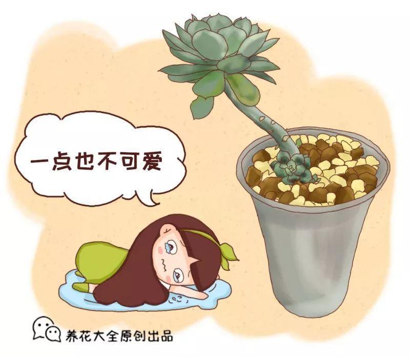这8种多肉, 一长大就毁容, 气得我想连盆扔!