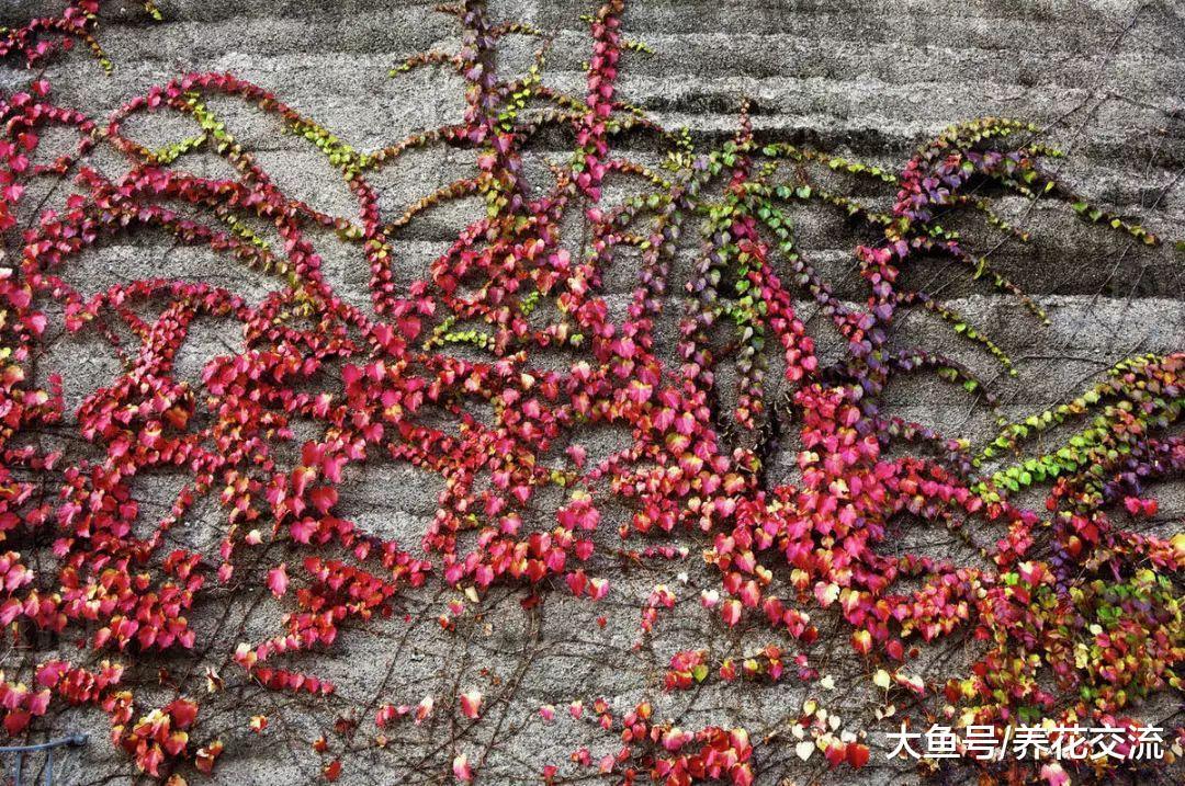 这些植物秋季叶片会变成艳丽的颜色, 有的还会散发清甜的气味