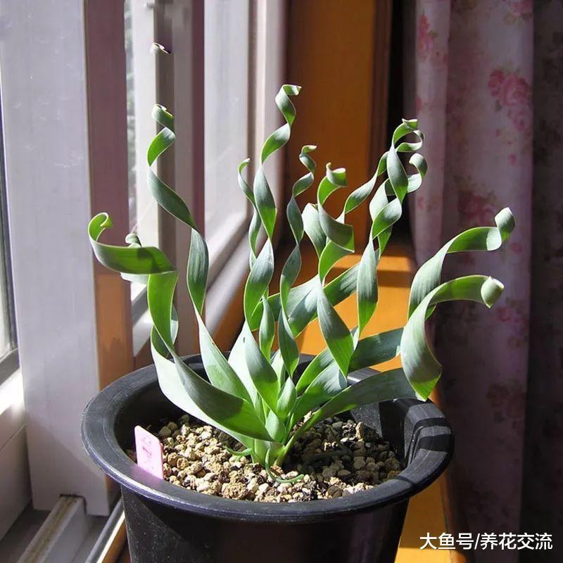9种长相怪异的多肉植物, 有一大帮花友喜欢它们