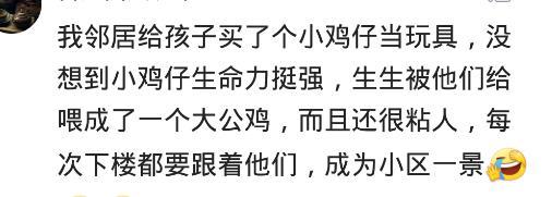 你都养过什么动物? 网友: 小鸡仔养成粘人大公鸡, 成为小区一景