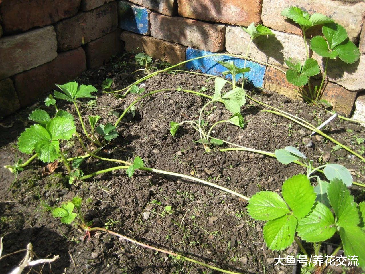 掌握这些养护盆栽草莓的技巧, 在阳台上也能不断收获