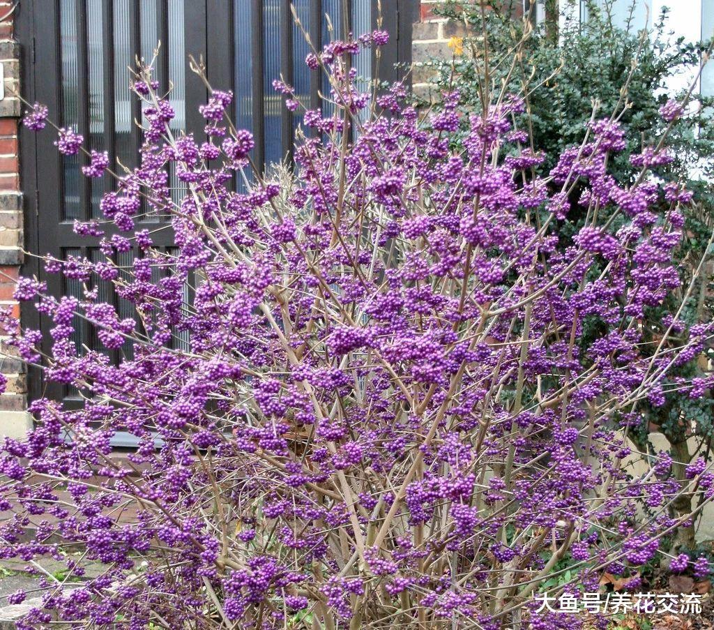冬天能够开出灿烂紫色浆果的紫珠, 特别耐寒的观果植物