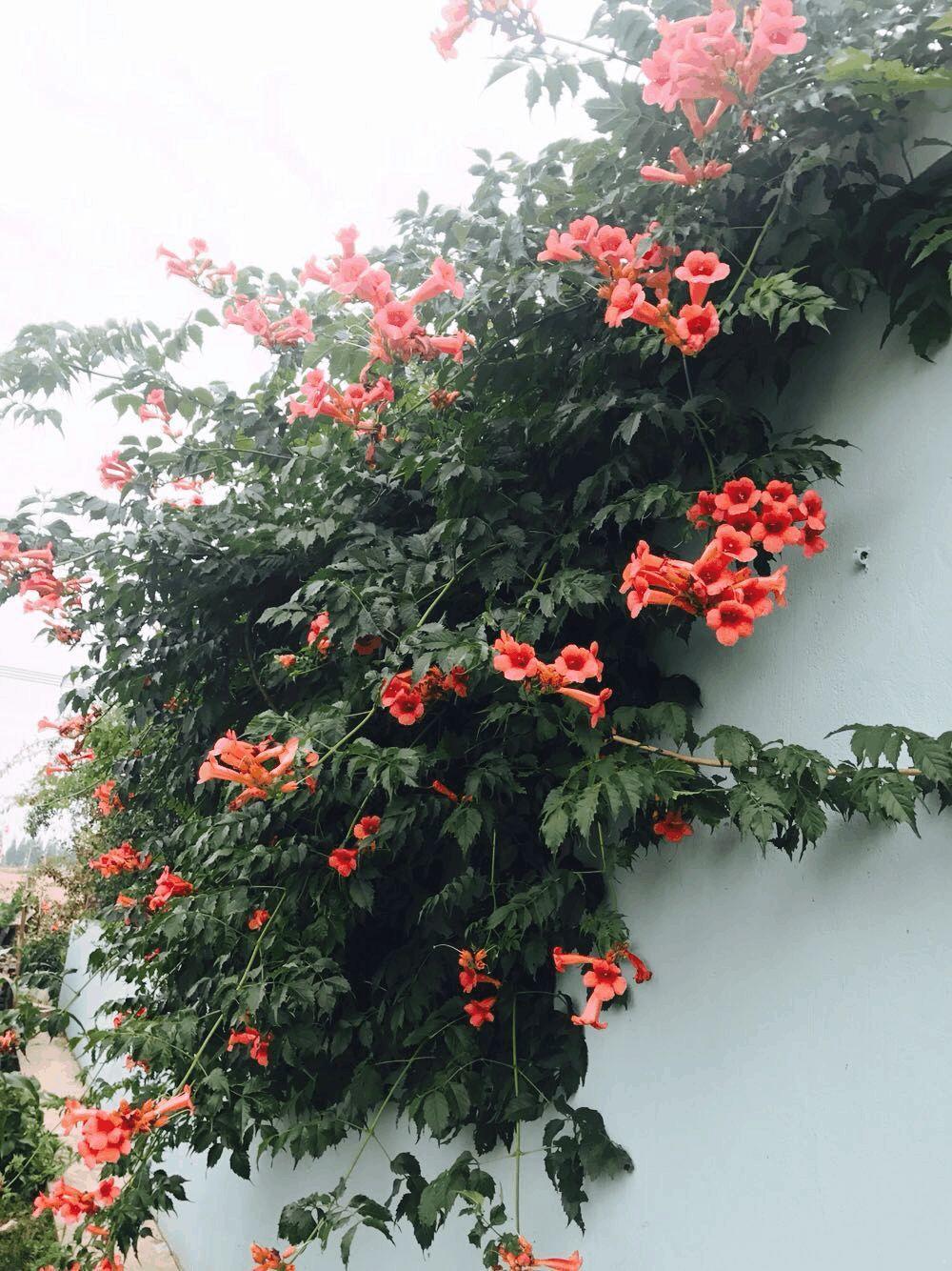 想回到老家的院子, 养花种菜, 享受慢悠悠地生活!