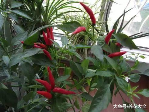 阳台种盆小辣椒, 边吃边摘, 根本不用买!
