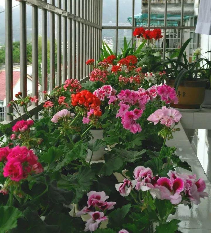 巴掌大的防盗窗, 养上这6种开花机器, 一年都有花看!