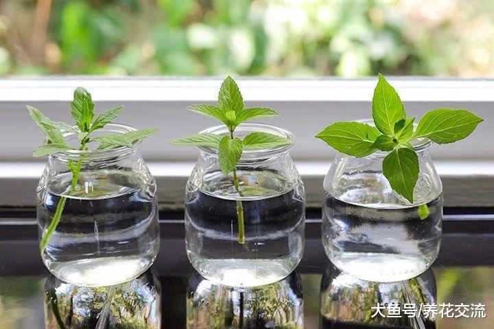 盆栽养护的9种香草植物, 剪一段插水里就能生根发芽