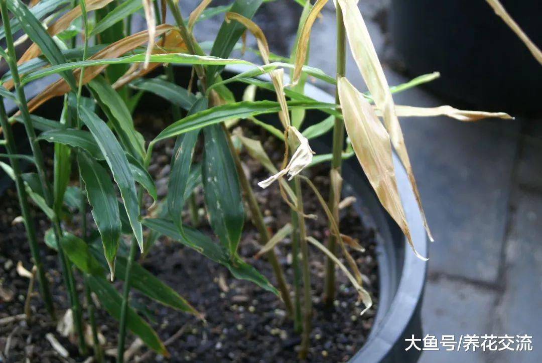 5个步骤教你在花盆里种出不断收获的生姜, 基本没有病虫害