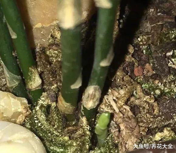 别再舍不得了, 这样给文竹剪一刀, 满满的文艺感!