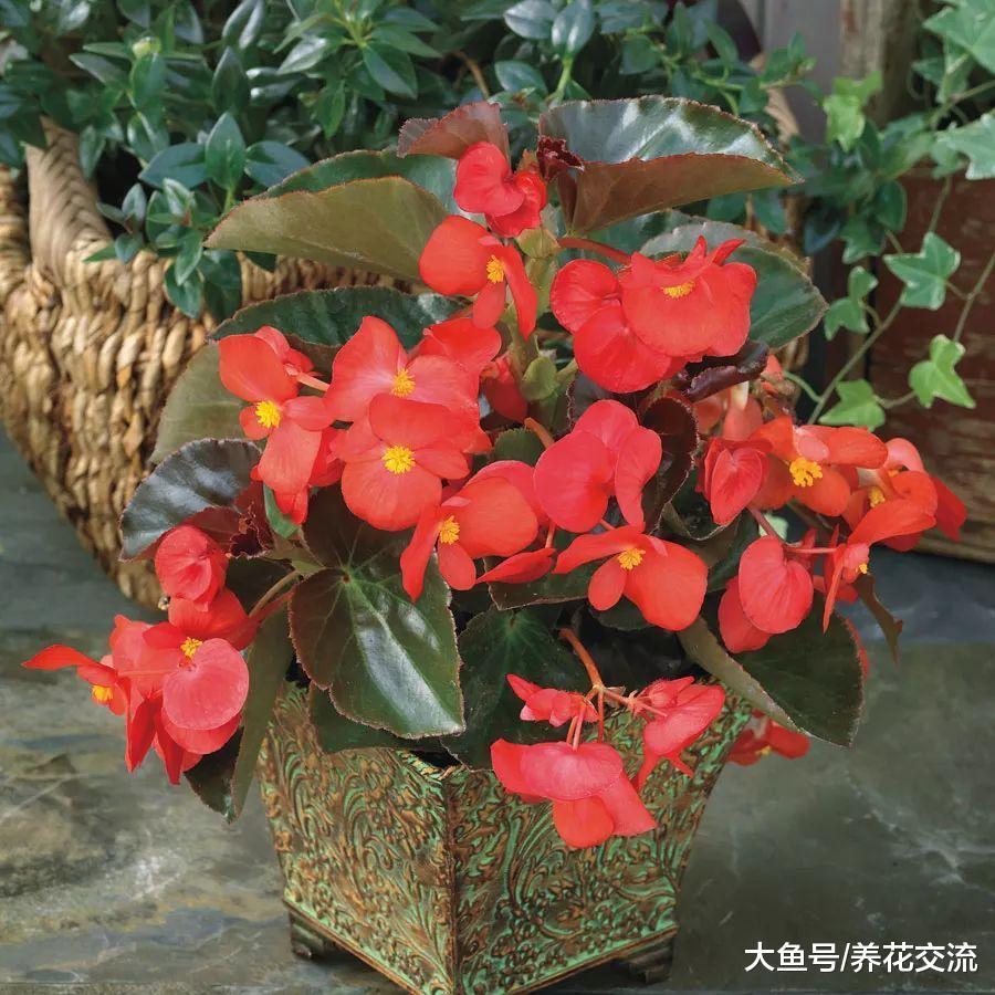 8种养在花盆里就能四季连续不断开花的植物, 新手也能养好