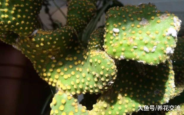 快速摆脱粉蚧虫几个小技巧, 为啥家里的盆栽植物容易长粉蚧?