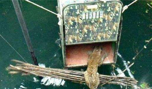 女子路边听到怪叫声, 在水井里发现一只猛兽, 所有的村民都来帮忙