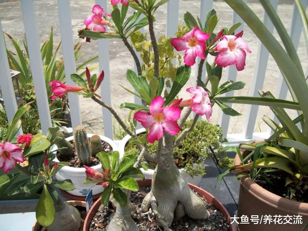 不用经常浇水的沙漠玫瑰, 在阳光充足的位置才能开花结果