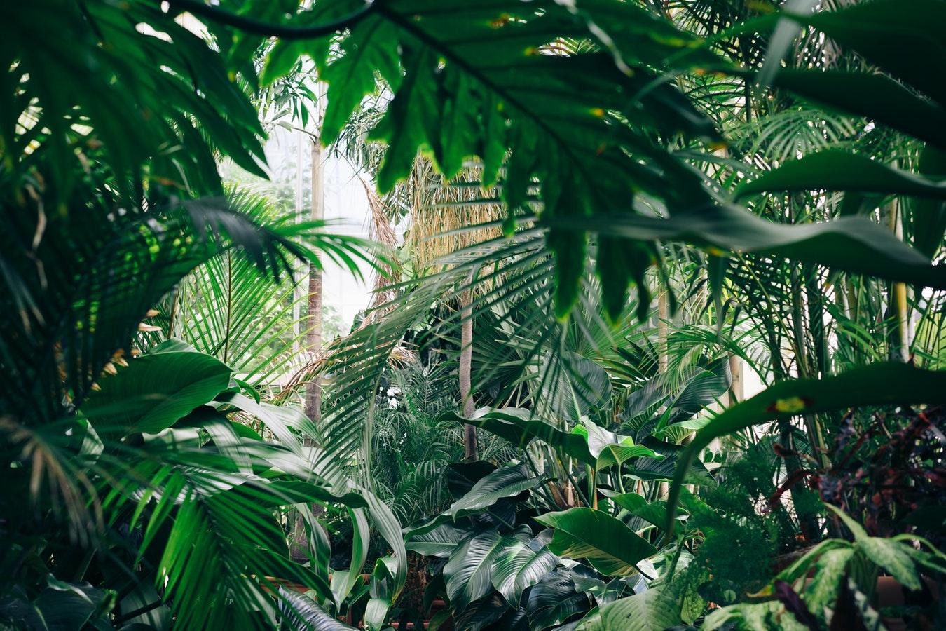 你家适合种植什么样的植物? 不是偶然而要满足条件