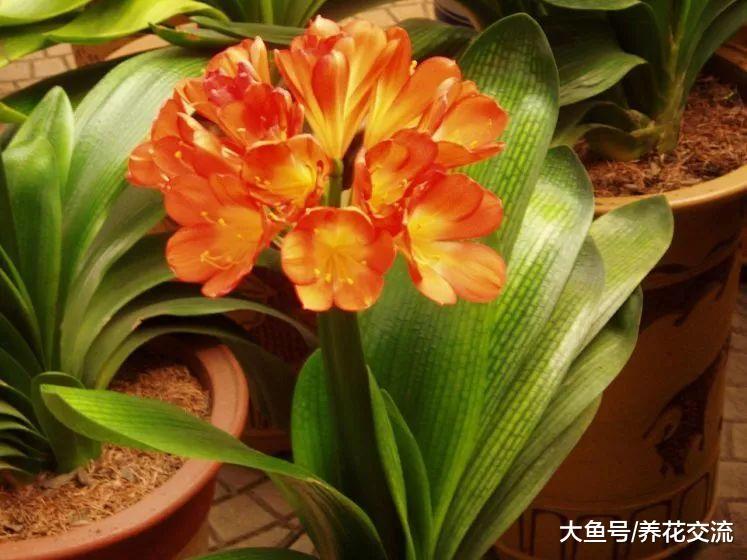君子兰用这些方法养护才能每年开花, 需要做好5点