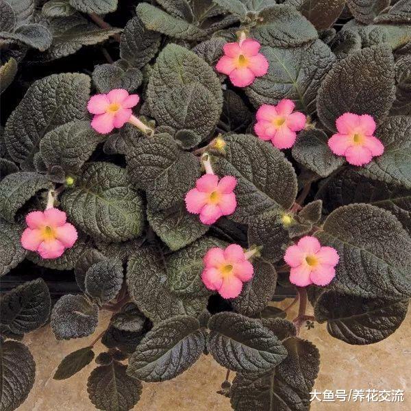 10种可以常年栽种在桌面上的盆栽小花, 给一点阳光就能不断开花