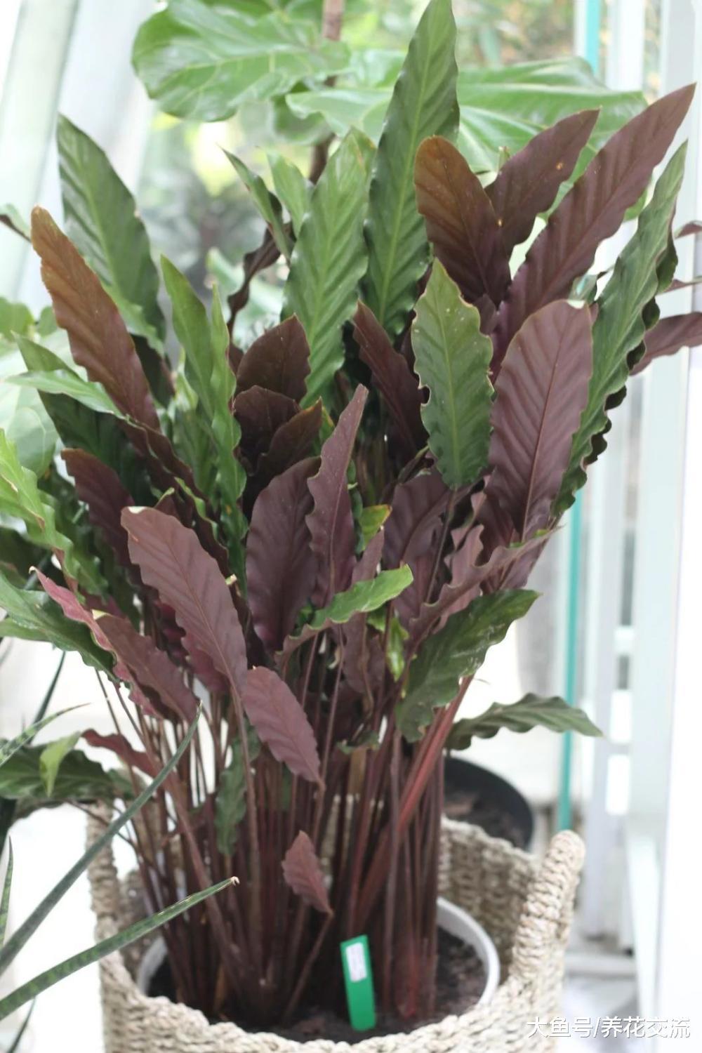 叶子斑斓的观赏竹芋, 只有勤快人才能养好