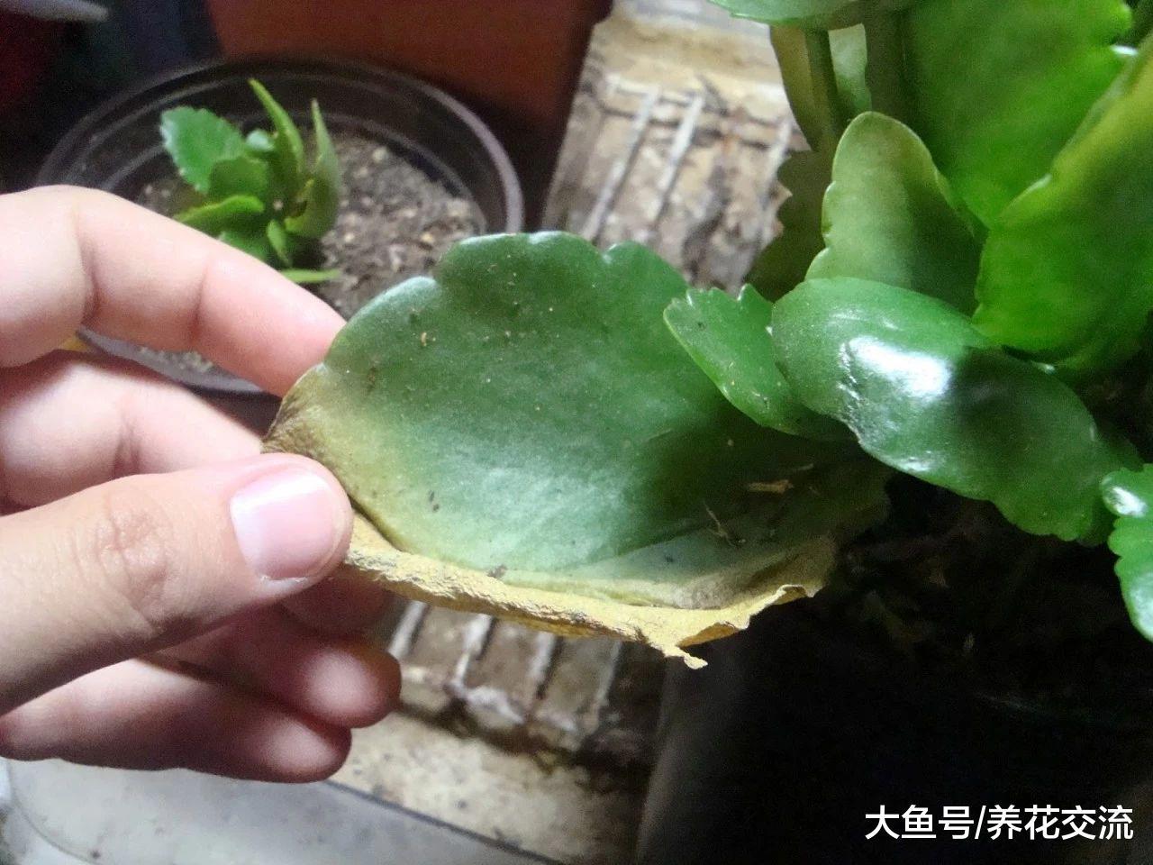 长寿花用枝条扦插的技巧, 摘下的叶子也能发芽, 养成爆盆的花卉
