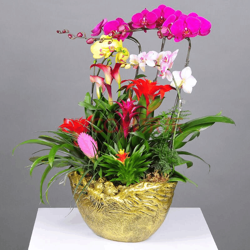 养花总是养不活? 不是你照顾不周, 是这4种花真的公认“难养”