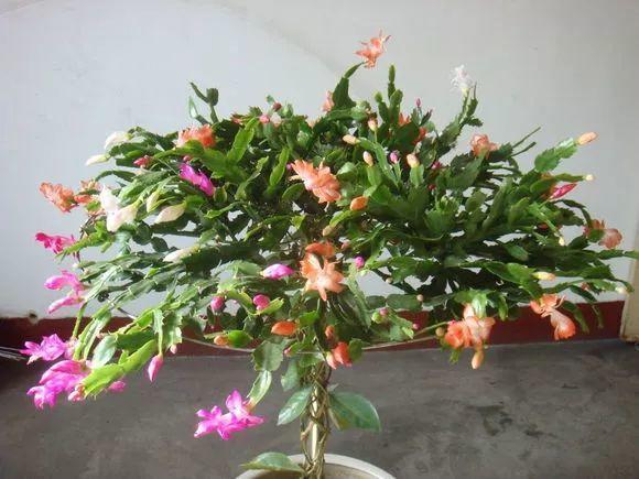 秋天砍1刀, 蟹爪兰开出5色花, 呼呼窜成大瀑布!