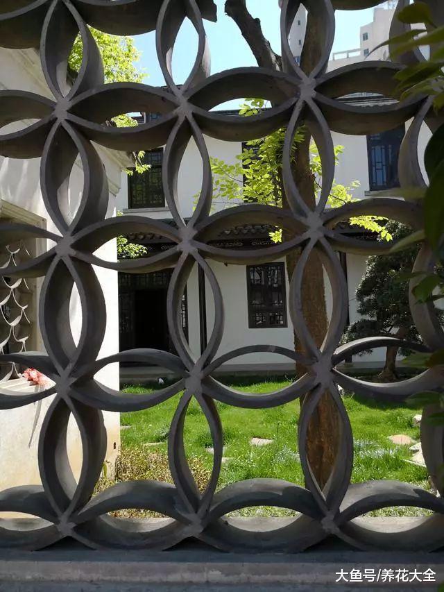 无锡小娄巷154岁牡丹, 一口气开72朵, 老外曾专门给它拍纪录片!