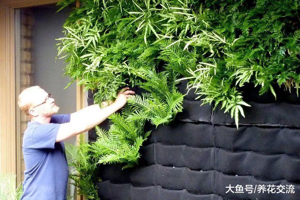 可以种在墙上的垂直盆栽植物, 看一眼就被迷住的花卉景观