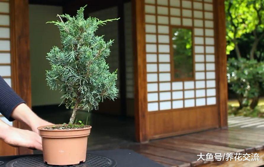 长到4年杜松经过修剪, 用金属丝缠绕后制作出迷人盆景