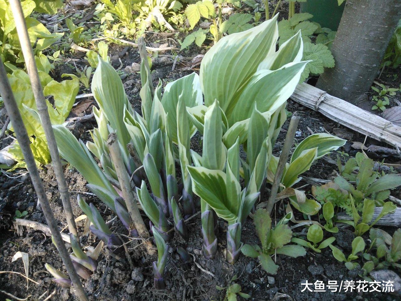 玉簪花的块茎在花盆里萌发幼苗, 不用两个月就能开出迷人花朵