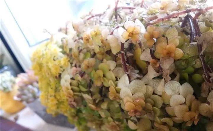 多肉冻冻好上色, 可别太过火, 小心成冻肉!