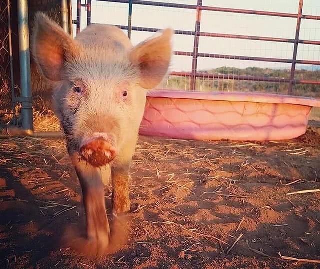主人抛弃患病小猪, 只因小猪患了这种怪病, 治好后肠子悔青