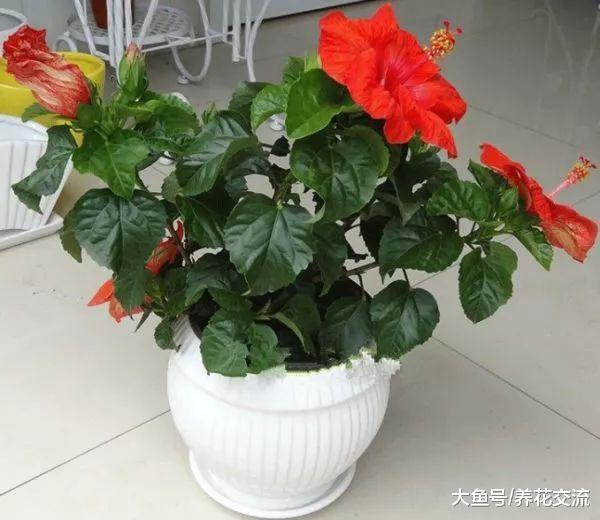特别容易开花, 花期超长的9种观赏花卉, 适合新手的一些盆栽