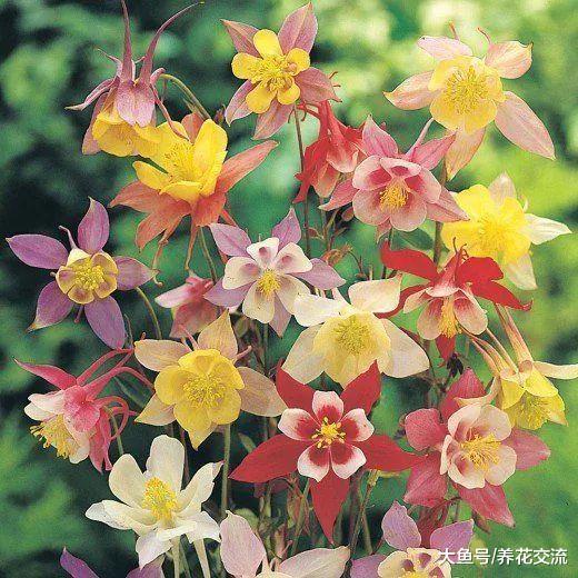 这些花卉适合在春季用种子播种繁殖, 种院子里变成多年生开花植物