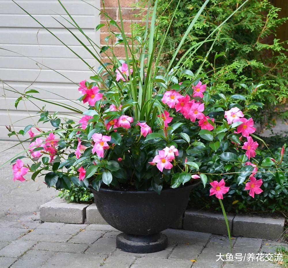 轻松爬满整面墙的粉色飘香藤花, 在花盆里也能生长旺盛