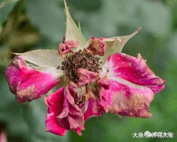 花谢后这么做, 3天窜出8个芽, 20天就爆盆!