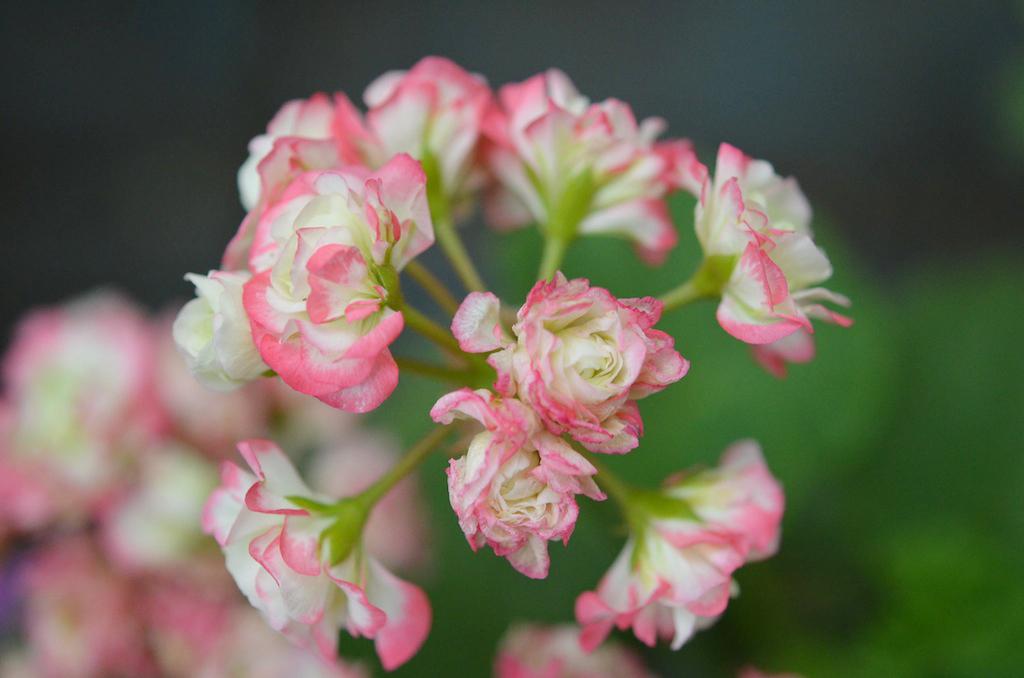 此3种花养在阳台, 就是“小花园”, 1年开花近300天, 天天有花看
