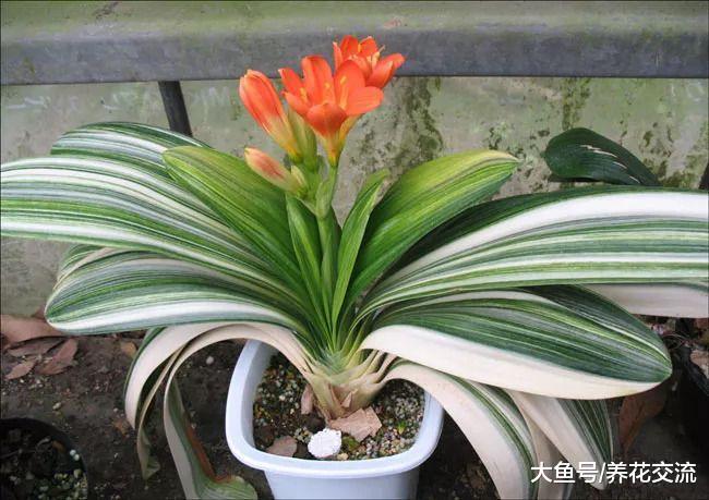 在窗台上每天给点散射光就能开花灿烂的几种短日照花卉