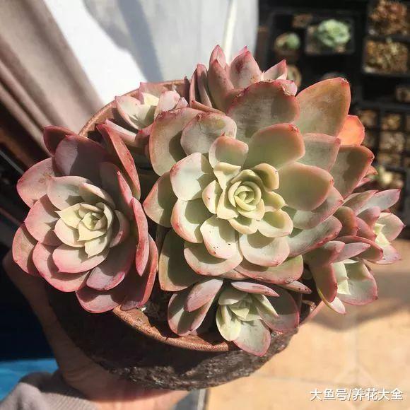喂猪的东西, 拿来养多肉, 竟然肥得比拳头还大!