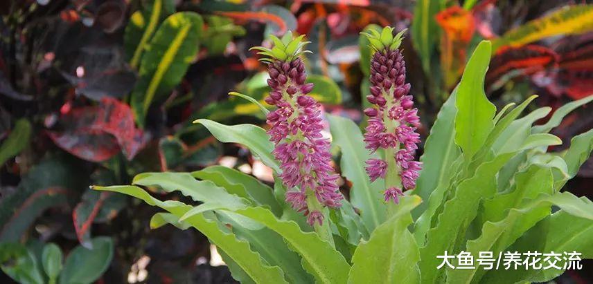 花朵一串串凤梨百合你有没有见过, 来看看清新靓丽的菠萝花