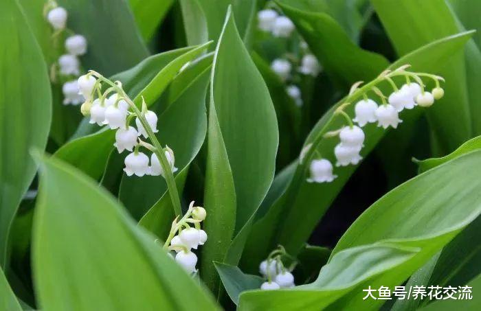特别耐寒的多年生植物, 北方的朋友也可以将它们养院子里越冬