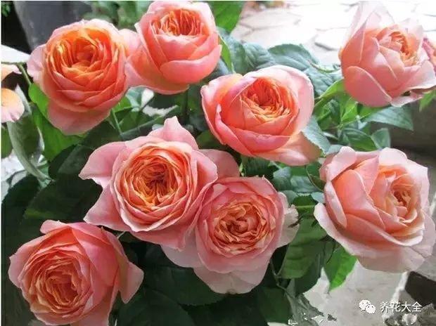 这8种花名字美翻了, 阳台养1盆, 邻居看了都羡慕!