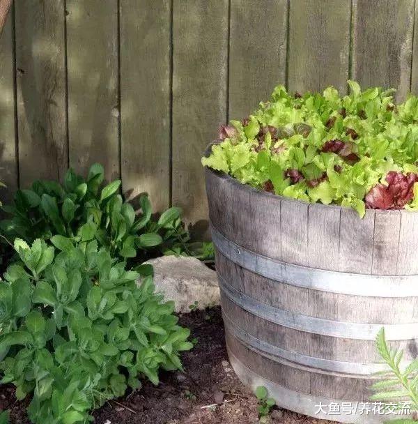 5种适合栽种在小空间的盆栽蔬菜, 在阳台上就能种出一片菜园