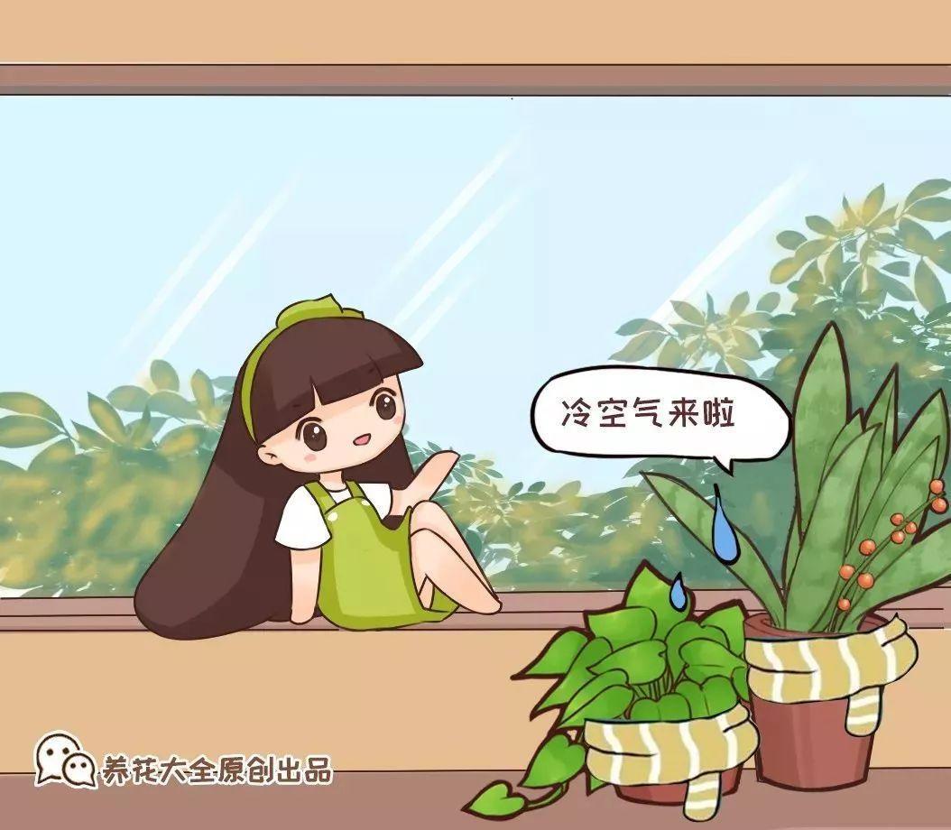 40种常见花, 入冬养护不注意, 活不过1月!