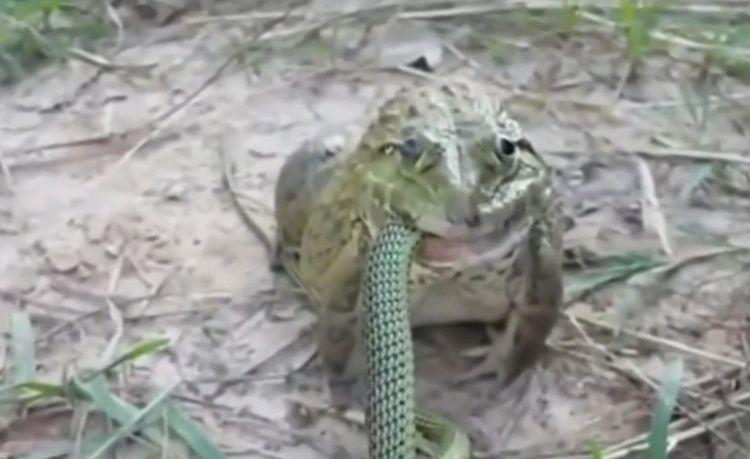 人们常说这是个弱肉强食的世界, 一女子的遭遇却打破了这个观点