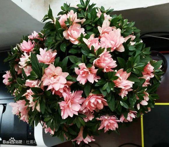 吃完橘子皮别丢, 水一泡胜过5瓶营养液, 花吃了蹭蹭往上长