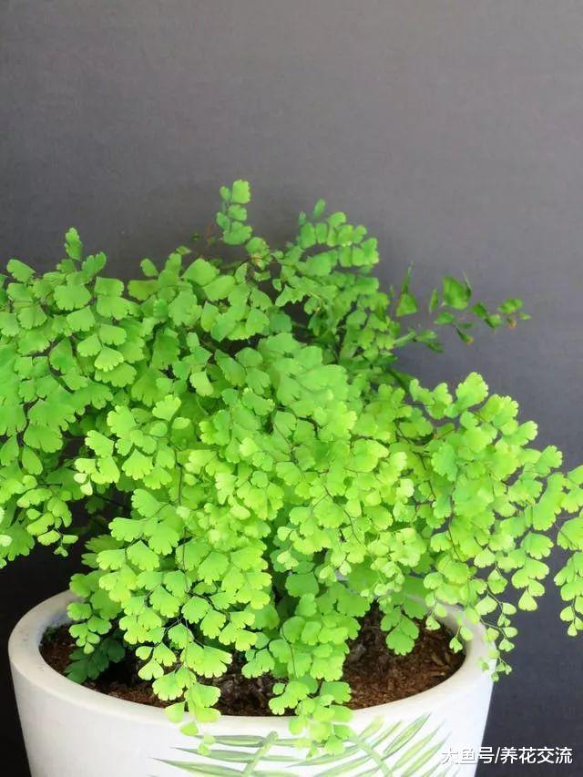 经常被忽略也能生长良好的5种植物, 在阴暗的环境下能存活