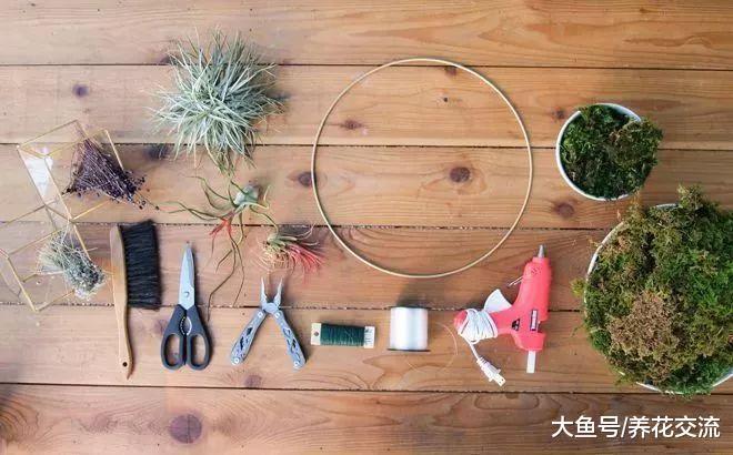 用空气凤梨制作的窗台的花环, 养成空中的清新植物