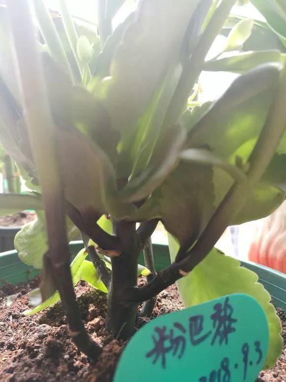 长寿花出现这种枝, 赶紧剪, 不然整盆叶子都烂掉!