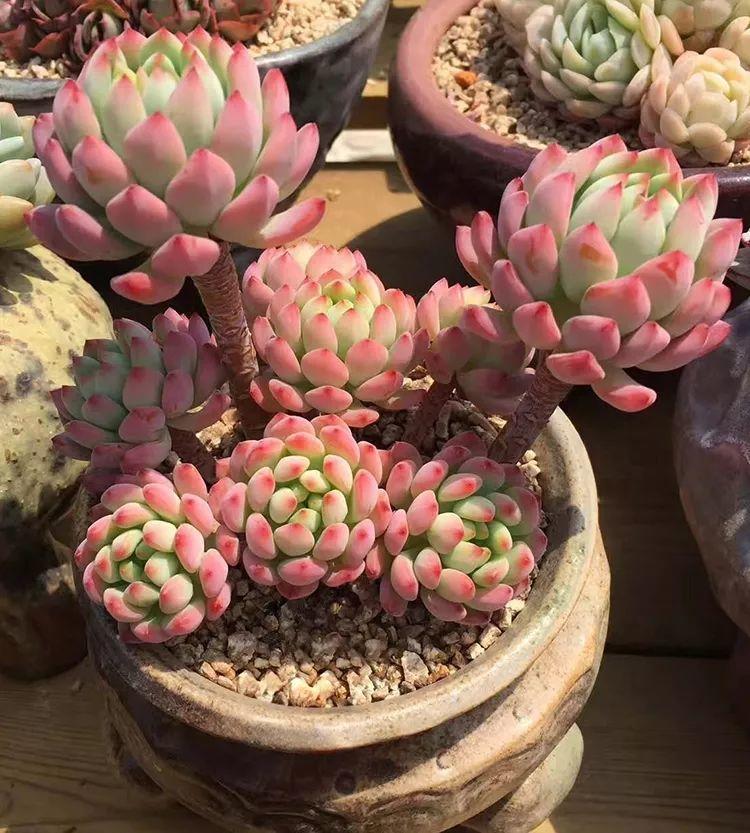 小窗台上养盆它, 简单一打理, 比外面风景还美!